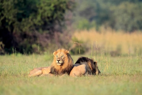 Lion (Panthera leo), male, two brothers, resting, lying, in the grass, Pilanesberg National Park,