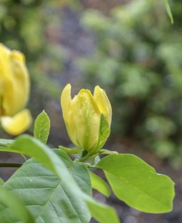 Magnolia (Magnolia acuminata 'Moegi Dori'), Hillier Arboretum, Romsey, England, Great Britain