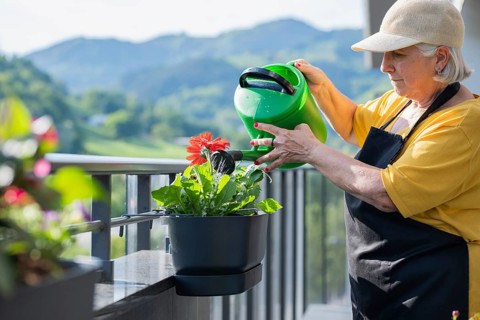An elderly woman waters vibrant red gerbera daisies in pots on a sunny balcony. Wearing a hat and