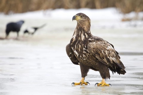 White-tailed Eagle (Haliaeetus albicilla), Mecklenburg-Western Pomerania, Germany