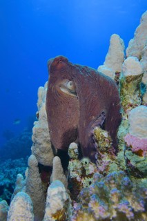 Big blue octopus (Octopus cyaneus Octopus cyanea)
