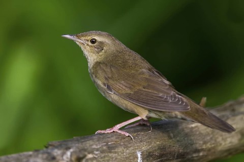 River Warbler (Locustella fluviatilis), Hungary