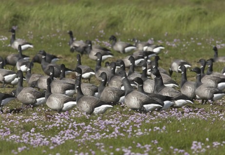 Brant Goose (Branta bernicla), Schleswig-Holstein, Germany