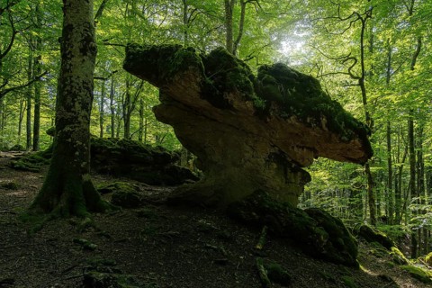 A striking rock formation covered in moss sits in the heart of a lush forest under the dappled