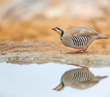 Chukar chicken, Chukar stone chicken, (Alectoris chuka), animals, chickens, chukahens, family of