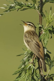 Sedge Warbler (Acrocephalus schoenobaenus) singing, Lower Saxony, Germany