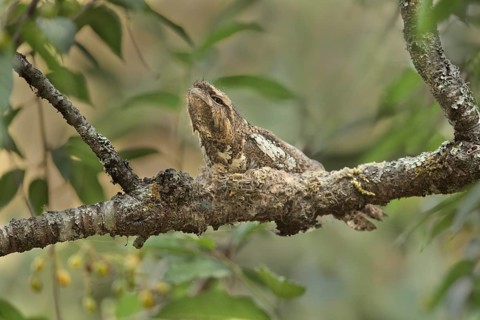 Hodgson's Frogmouth (Batrachostomus hodgsoni) perched on a branch, Chiang Mai, Thailand