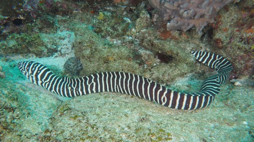 Zebra moray eel (Gymnomuraena zebra Echidna zebra)