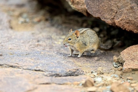 Typical striped grass mouse (Lemniscomys striatus), adult, alert, foraging, Mountain Zebra NP,
