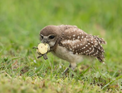 Burrowing Owl (Athene cunicularia) with captured turtle in its beak, Florida, USA
