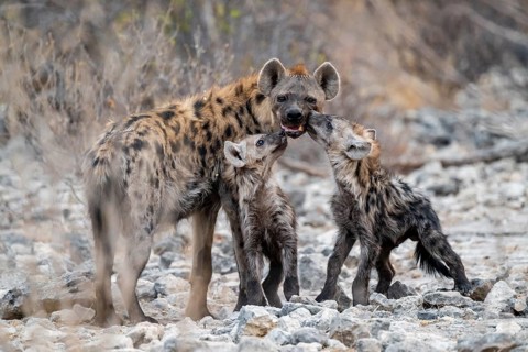Spotted hyena or spotted hyena (Crocuta crocuta) with two young animals, Etosha National Park,