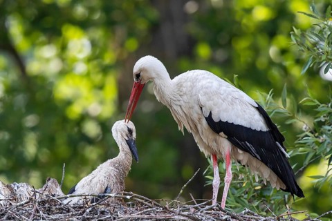 White stork (Ciconia ciconia), close-up, adult bird lovingly cleaning the head of a nestling in the