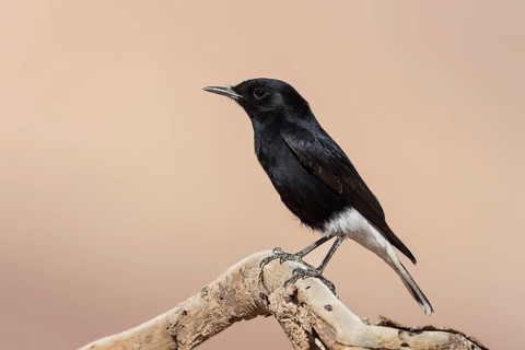 White-crowned Wheatear (Oenanthe leucopyga) juvenile, Eilat, Israel