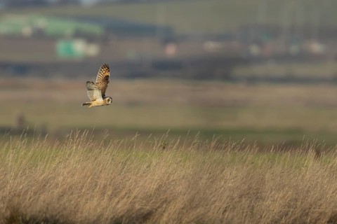 Short eared owl (Asio flammeus) adult bird hunting in flight over grassland, England, United