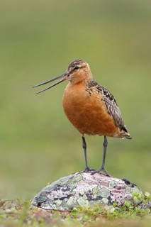 Bar-tailed Godwit (Limosa lapponica) male calling, Finnmark, Norway