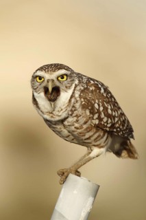 Burrowing Owl (Athene cunicularia), Florida, USA