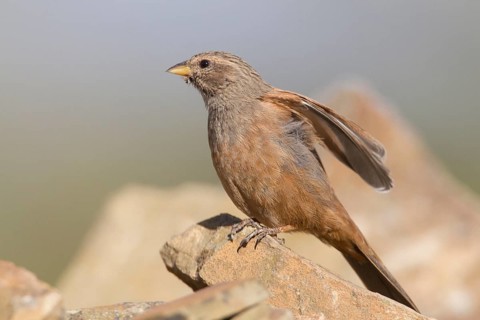 House Bunting (Emberiza sahari) female, Morocco