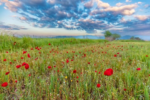 Landscape Greece, island Lesbos, flower meadow, poppies, Lesbos, Greece