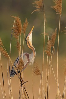Purple Heron (Ardea purpurea) mating, Baden-Wuerttemberg, Germany