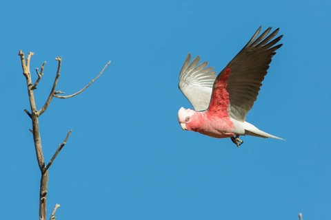 Galah (Eolophus roseicapilla kuhli) flying, Queensland, Australia