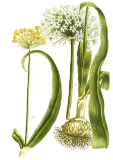 Botany, plants, a. Allium album, b. Allium nigrum, also known as black leek or dark leek