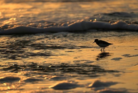 Sanderling (Calidris alba) on the beach with waves against the light, Texel, North Holland,