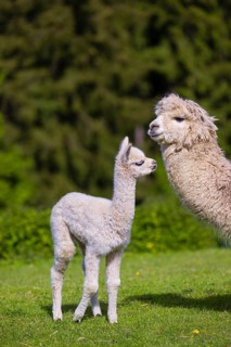 One white female Alpaca (Vicugna pacos) stands with a young on a fresh green meadow . A green