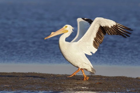 American White Pelican (Pelecanus erythrorhynchos) flying, Florida, USA