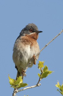 Subalpine Warbler (Sylvia cantillans) male, Lesvos, Greece