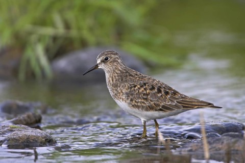 Temminck's Stint (Calidris temminckii)