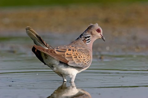 Turtle dove, (Streptopelia turtur), animals, birds, pigeons, island of Lesbos, Greece, Offstein