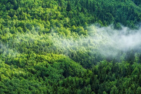 Aerial view of a vibrant green forest in Sierra de Urbasa, Navarra, Spain. The lush treetops are