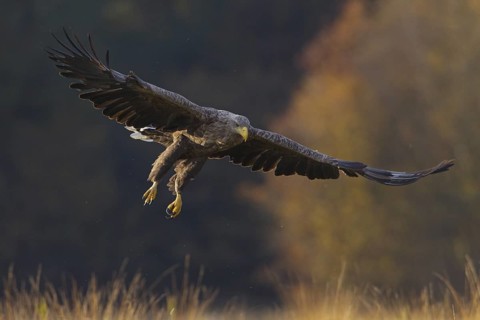White-tailed Eagle (Haliaeetus albicilla) flying, Lodz, Poland
