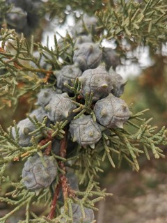 Close-up of cones of a cypress (Cupressus), Morocco