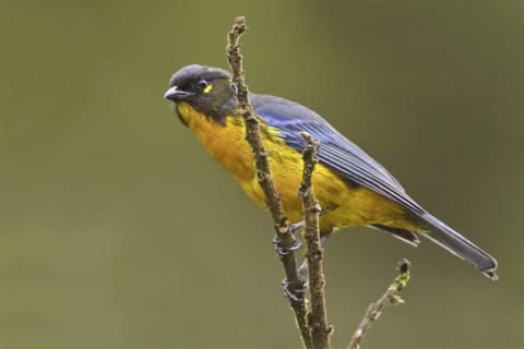 Lacrimose Mountain Tanager (Anisognathus lacrymosus), Ecuador