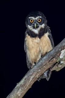 Spectacled Owl (Pulsatrix perspicillata) perched on a branch in Panama
