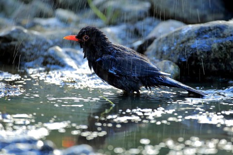 Common Blackbird (Turdus merula) male at a waterhole in rain, Andalusia, Spain