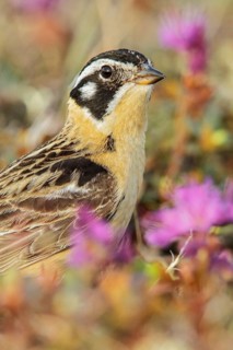 Smith's Longspur (Calcarius pictus) on the tundra near Churchill, Manitoba, Canada