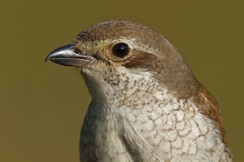 Red-backed Shrike (Lanius collurio) female, Asturias, Spain