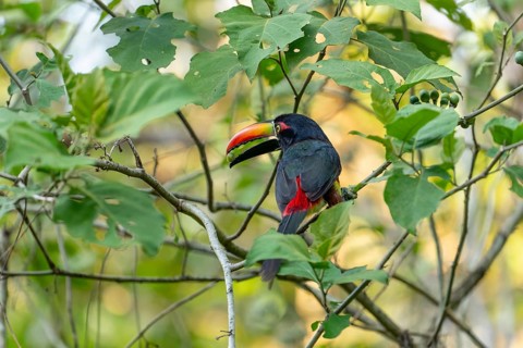 Fiery billed aracari holding fruit in beak while perched on branch, close view, Osa Peninsula,
