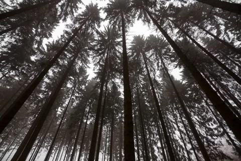Traumatic forest