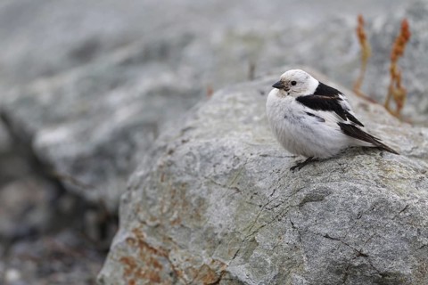 Snow Bunting (Plectrophenax nivalis) male, Iceland