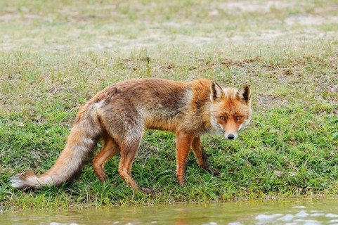 Red fox (Vulpes vulpes) standing by a stream, North Holland, Netherlands