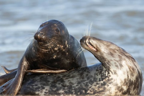 Atlantic grey seal (Halichoerus grypus) two adult animals in love courting in the breaking waves of