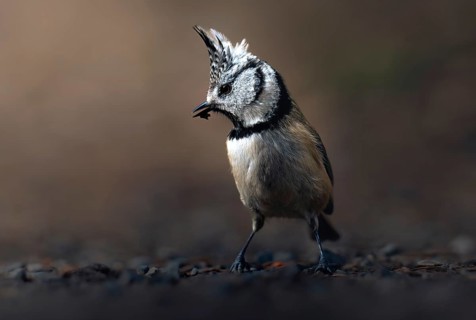 Crested Tit (Parus Scalloped ribbonfish) foraging, Canton Graubünden, Switzerland