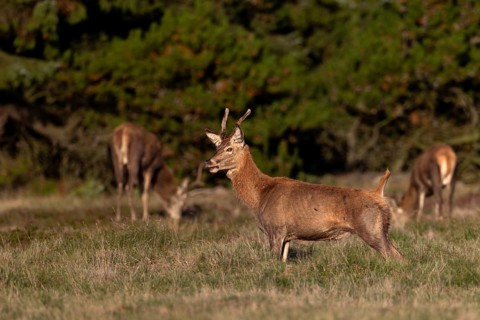 A red deer spike (Cervus elaphus) stretches, rutting season, stag rut, October, Denmark