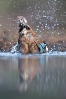 Eurasian Jay (Garrulus glandarius) bathing, Netherlands