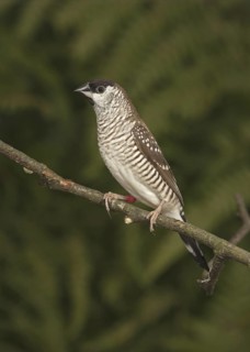 Plum-headed Finch (Neochmia modesta)