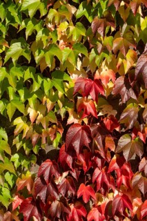 Decaying leaves of Wild Vine (Vitis vinifera subsp. sylvestris), Münsterland, North