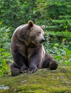 Brown bear (Ursus arctos) sitting on a rock covered with moss, captive, Bavarian Forest National